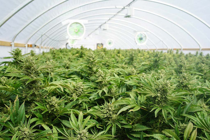 Australia's Green Shift: Navigating the Legalisation of Medicinal Cannabis