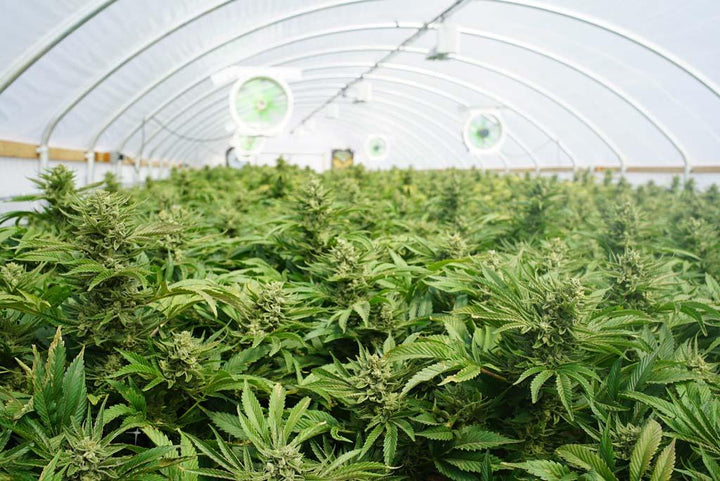 Australia's Green Shift: Navigating the Legalisation of Medicinal Cannabis